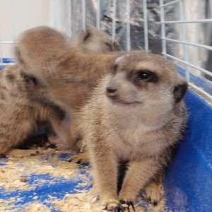 Expoterrari­a Sabadell 2012