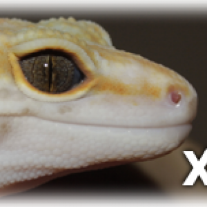 K&N Exotics Eublepharis Macularius