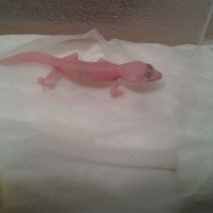 Eublepharis Macularius TEMPORADA 2013