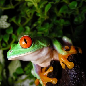 Agalychnis callidryas