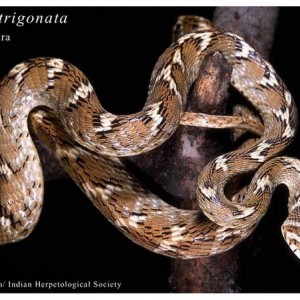 Boiga trigonata trigonata