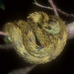 Atheris hispidus