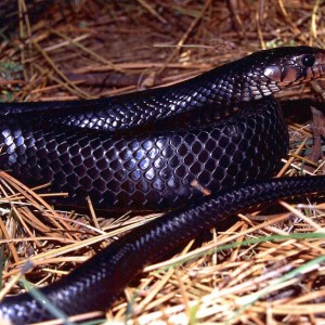 Eastern Indigo Snake
