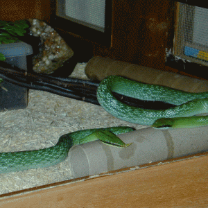 rhyncophis boulangeri