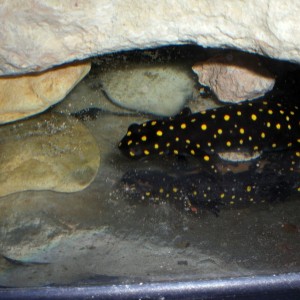 Neurergus strauchii strauchii