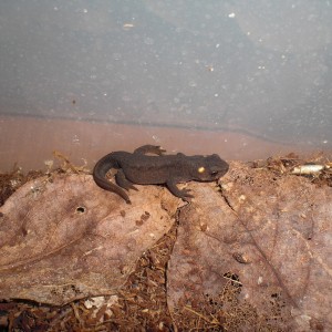 Ommatotriton ophryticus nesterovi