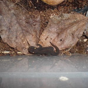 Ommatotriton ophryticus nesterovi