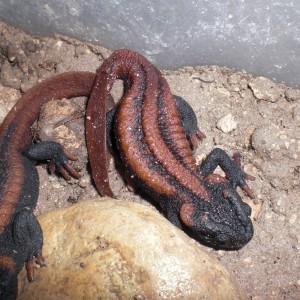 Tylototriton kweichowensis