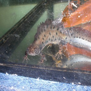 Triturus dobrogicus