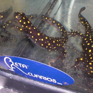 Neurergus strauchii strauchii