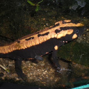 Laotriton laoensis