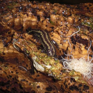 Cynops ensicauda popei