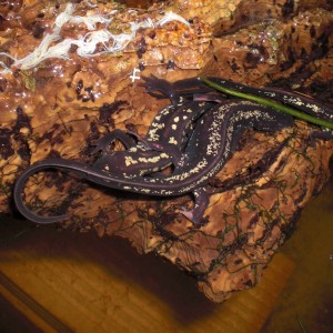 Cynops ensicauda popei