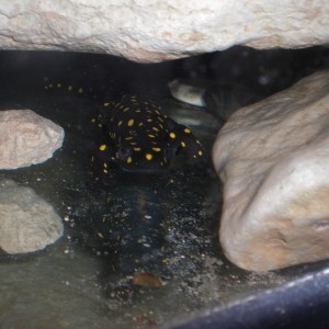 Neurergus strauchii strauchii