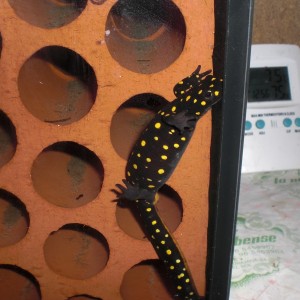 Neurergus strauchii strauchii