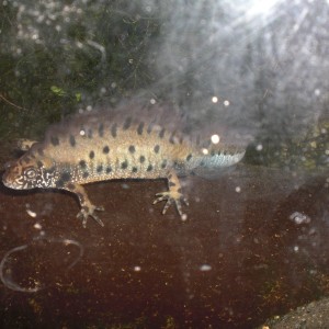 Triturus dobrogicus