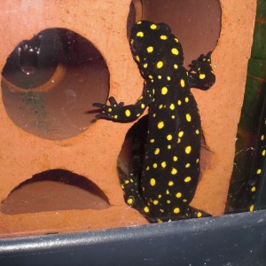 Neurergus strauchii strauchii