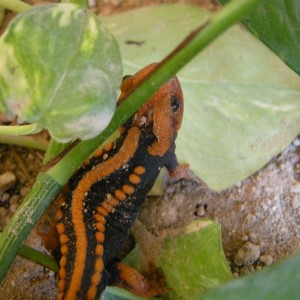 Tylototriton shanjing