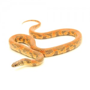 Brooksi X Goini King Snake (Red Fire)