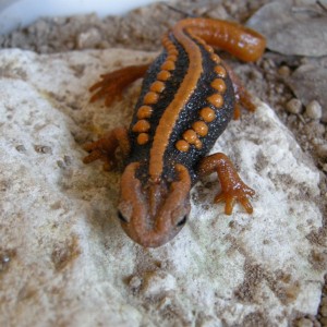 Tylototriton shanjing