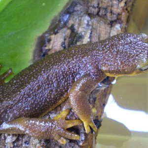 Taricha granulosa