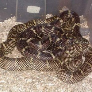 getula getula x getula floridana