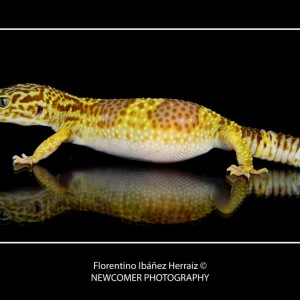 Eublepharis Mascularius