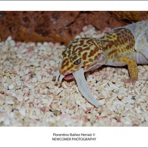 Eublepharis Mascularius