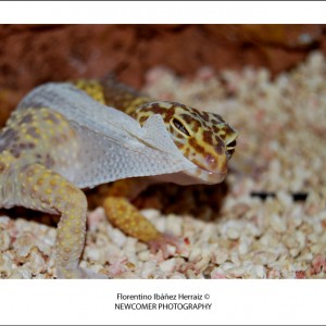 Eublepharis Mascularius