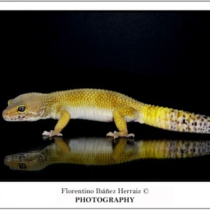 Eublepharis Mascularius