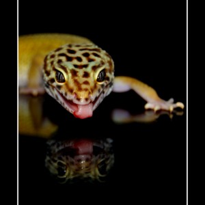 Eublepharis Mascularius