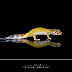 Eublepharis Mascularius