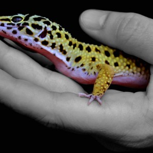 Eublepharis Mascularius