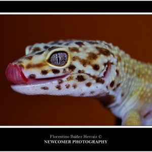 Eublepharis Mascularius