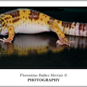 Eublepharis Mascularius