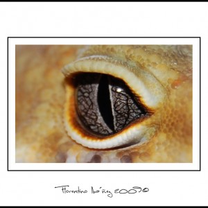 Eublepharis Mascularius