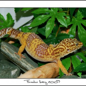 Eublepharis Mascularius