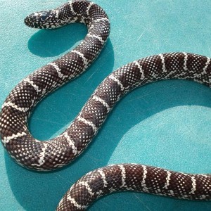 Aneritristic brooksi adult