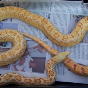 pituophis catenifer affinis albina adulta