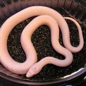 pituophis catenifer affinis blizzard 2