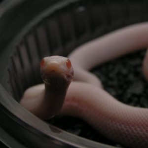 pituophis catenifer affinis blizzard