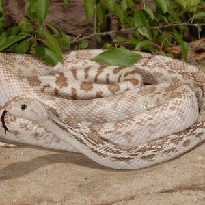 Pituophis catenifer affinis ghost 2