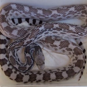 Pituophis catenifer affinis ghost