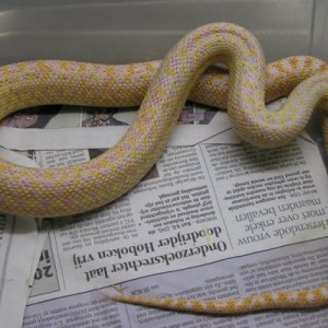 pituophis catenifer affinis purple albina