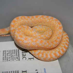 pituophis catenifer annectens albina