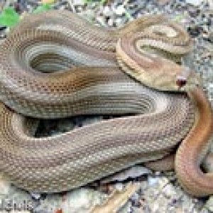 Pituophis catenifer catenifer anectens aberrante