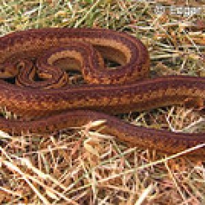 Pituophis catenifer catenifer striped 1