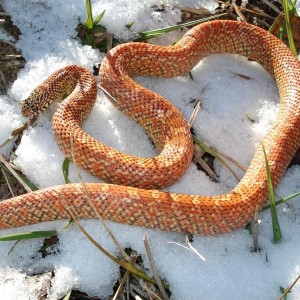 Golden Peanut Butter brooksi 2