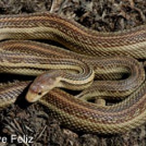 Pituophis catenifer catenifer striped 2