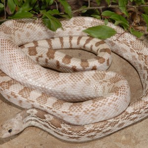 pituophis catenifer ghost